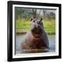 Hippopotamus, Okavango Delta, Botswana, Africa-Angelo Cavalli-Framed Premium Photographic Print