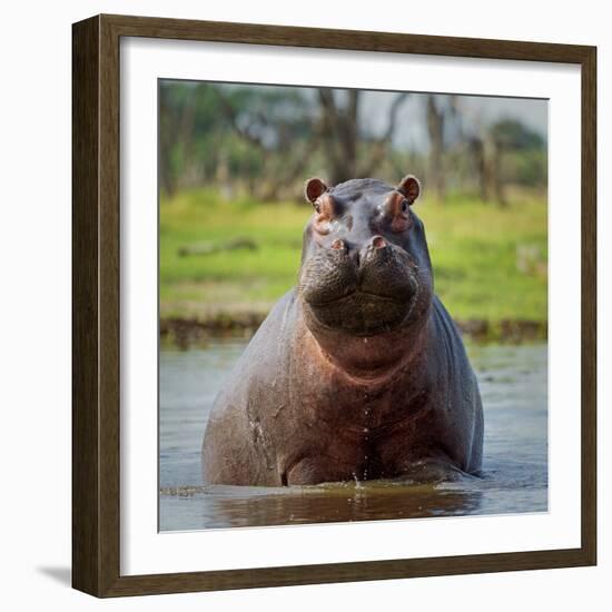 Hippopotamus, Okavango Delta, Botswana, Africa-Angelo Cavalli-Framed Photographic Print