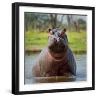 Hippopotamus, Okavango Delta, Botswana, Africa-Angelo Cavalli-Framed Photographic Print