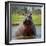 Hippopotamus, Okavango Delta, Botswana, Africa-Angelo Cavalli-Framed Photographic Print