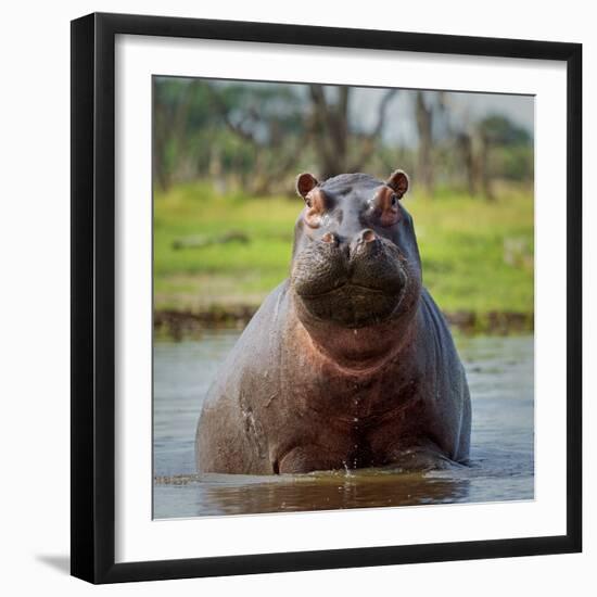 Hippopotamus, Okavango Delta, Botswana, Africa-Angelo Cavalli-Framed Photographic Print