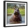 Hippopotamus, Okavango Delta, Botswana, Africa-Angelo Cavalli-Framed Photographic Print