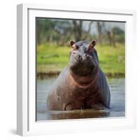 Hippopotamus, Okavango Delta, Botswana, Africa-Angelo Cavalli-Framed Photographic Print