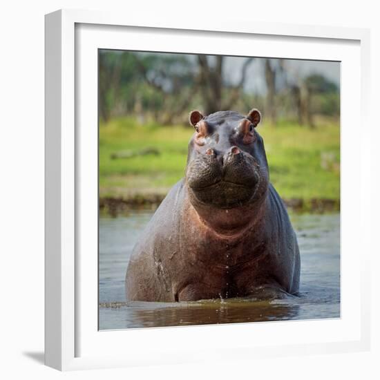 Hippopotamus, Okavango Delta, Botswana, Africa-Angelo Cavalli-Framed Photographic Print