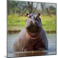 Hippopotamus, Okavango Delta, Botswana, Africa-Angelo Cavalli-Mounted Photographic Print