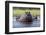 Hippopotamus, Okavango Delta, Botswana, Africa-Angelo Cavalli-Framed Photographic Print