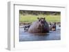 Hippopotamus, Okavango Delta, Botswana, Africa-Angelo Cavalli-Framed Photographic Print