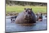 Hippopotamus, Okavango Delta, Botswana, Africa-Angelo Cavalli-Mounted Photographic Print