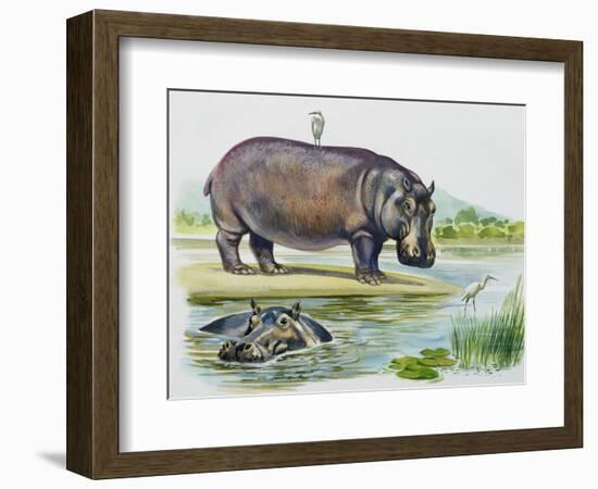 Hippopotamus or Hippo (Hippopotamus Amphibius), Hippopotamidae-null-Framed Giclee Print