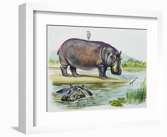 Hippopotamus or Hippo (Hippopotamus Amphibius), Hippopotamidae-null-Framed Giclee Print