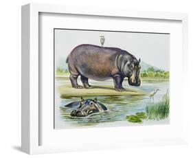 Hippopotamus or Hippo (Hippopotamus Amphibius), Hippopotamidae-null-Framed Giclee Print