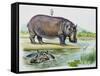 Hippopotamus or Hippo (Hippopotamus Amphibius), Hippopotamidae-null-Framed Stretched Canvas