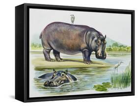 Hippopotamus or Hippo (Hippopotamus Amphibius), Hippopotamidae-null-Framed Stretched Canvas