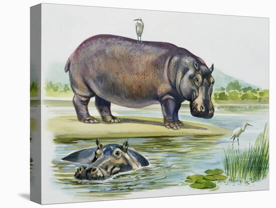 Hippopotamus or Hippo (Hippopotamus Amphibius), Hippopotamidae-null-Stretched Canvas