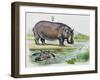 Hippopotamus or Hippo (Hippopotamus Amphibius), Hippopotamidae-null-Framed Giclee Print