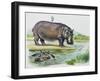 Hippopotamus or Hippo (Hippopotamus Amphibius), Hippopotamidae-null-Framed Giclee Print