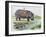 Hippopotamus or Hippo (Hippopotamus Amphibius), Hippopotamidae-null-Framed Giclee Print