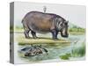 Hippopotamus or Hippo (Hippopotamus Amphibius), Hippopotamidae-null-Stretched Canvas
