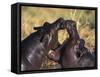 Hippopotamus Play Fighting, Moremi Nr, Botswana-Tony Heald-Framed Stretched Canvas