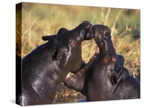 Hippopotamus Play Fighting, Moremi Nr, Botswana-Tony Heald-Stretched Canvas