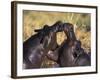 Hippopotamus Play Fighting, Moremi Nr, Botswana-Tony Heald-Framed Photographic Print