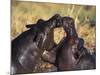 Hippopotamus Play Fighting, Moremi Nr, Botswana-Tony Heald-Mounted Photographic Print