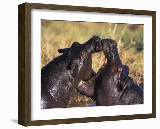 Hippopotamus Play Fighting, Moremi Nr, Botswana-Tony Heald-Framed Photographic Print