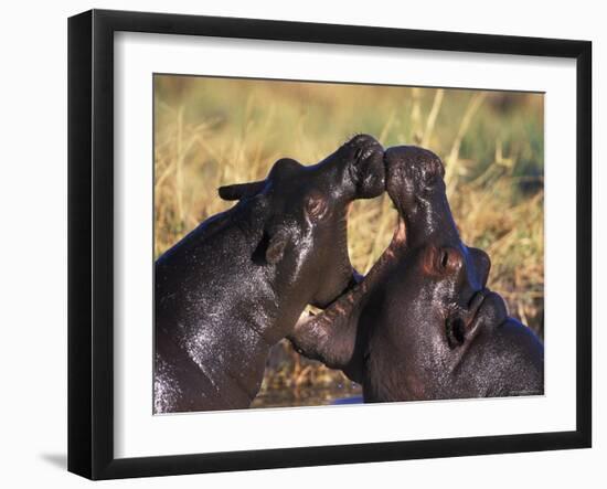 Hippopotamus Play Fighting, Moremi Nr, Botswana-Tony Heald-Framed Photographic Print