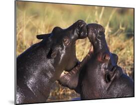Hippopotamus Play Fighting, Moremi Nr, Botswana-Tony Heald-Mounted Photographic Print
