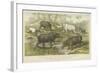 Hippopotamus, Rhinoceros and Tapir-null-Framed Giclee Print