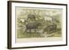 Hippopotamus, Rhinoceros and Tapir-null-Framed Giclee Print