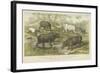 Hippopotamus, Rhinoceros and Tapir-null-Framed Giclee Print