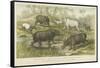 Hippopotamus, Rhinoceros and Tapir-null-Framed Stretched Canvas