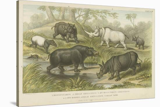 Hippopotamus, Rhinoceros and Tapir-null-Stretched Canvas