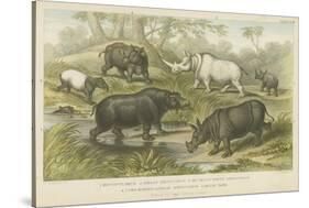 Hippopotamus, Rhinoceros and Tapir-null-Stretched Canvas