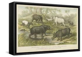 Hippopotamus, Rhinoceros and Tapir-null-Framed Stretched Canvas