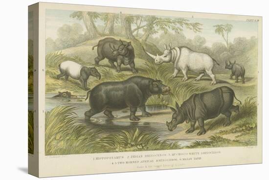 Hippopotamus, Rhinoceros and Tapir-null-Stretched Canvas