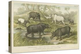 Hippopotamus, Rhinoceros and Tapir-null-Stretched Canvas