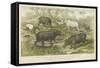 Hippopotamus, Rhinoceros and Tapir-null-Framed Stretched Canvas