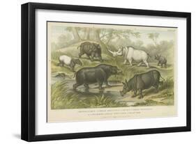 Hippopotamus, Rhinoceros and Tapir-null-Framed Premium Giclee Print