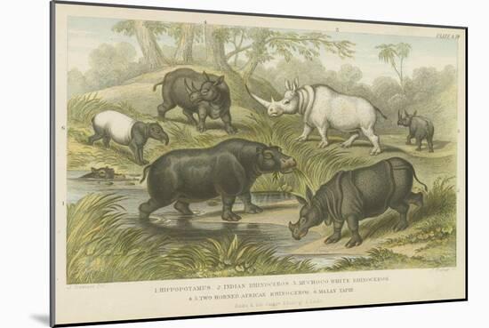 Hippopotamus, Rhinoceros and Tapir-null-Mounted Premium Giclee Print