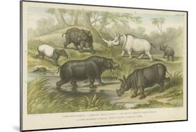 Hippopotamus, Rhinoceros and Tapir-null-Mounted Premium Giclee Print