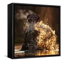 Hippopotamus splashing in pool in evening light. Mana Pools National Park, Zimbabwe-Tony Heald-Framed Stretched Canvas