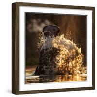 Hippopotamus splashing in pool in evening light. Mana Pools National Park, Zimbabwe-Tony Heald-Framed Photographic Print