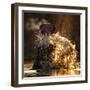 Hippopotamus splashing in pool in evening light. Mana Pools National Park, Zimbabwe-Tony Heald-Framed Photographic Print