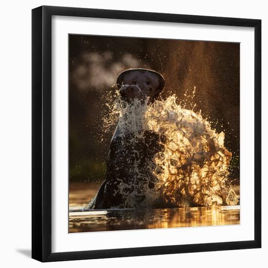 Hippopotamus splashing in pool in evening light. Mana Pools National Park, Zimbabwe-Tony Heald-Framed Photographic Print