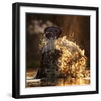 Hippopotamus splashing in pool in evening light. Mana Pools National Park, Zimbabwe-Tony Heald-Framed Photographic Print