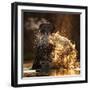 Hippopotamus splashing in pool in evening light. Mana Pools National Park, Zimbabwe-Tony Heald-Framed Photographic Print