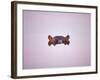 Hippopotamus Submerged, Eyes and Ears Just Above Water.Kruger National Park, South Africa-Tony Heald-Framed Photographic Print