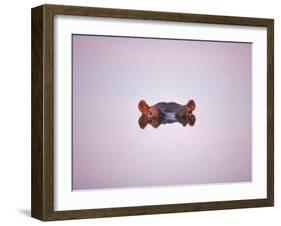 Hippopotamus Submerged, Eyes and Ears Just Above Water.Kruger National Park, South Africa-Tony Heald-Framed Photographic Print